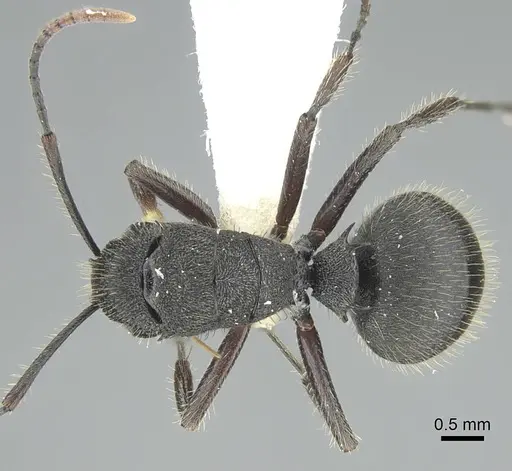 Polyrhachis platyomma specimen CASENT0906840 image casent0906840_1