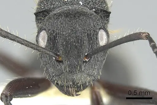 Polyrhachis platyomma specimen CASENT0906840 image casent0906840_2