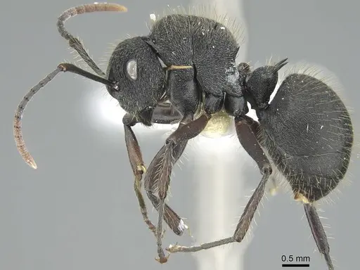 Polyrhachis platyomma specimen CASENT0906840 image casent0906840_3