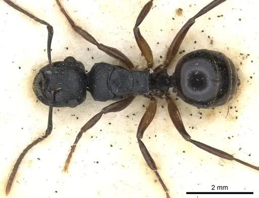 Polyrhachis polymnia specimen CASENT0903301 image casent0903301_1