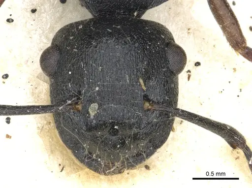 Polyrhachis polymnia specimen CASENT0903301 image casent0903301_2