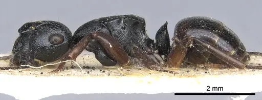Polyrhachis polymnia specimen CASENT0903301 image casent0903301_3