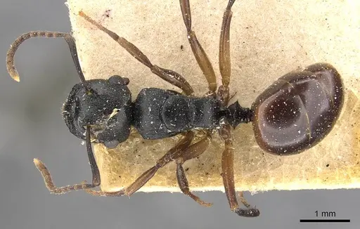 Polyrhachis polymnia specimen CASENT0910413 image casent0910413_1
