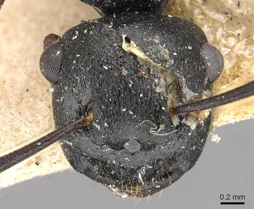 Polyrhachis polymnia specimen CASENT0910413 image casent0910413_2
