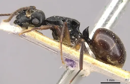 Polyrhachis polymnia specimen CASENT0910413 image casent0910413_3
