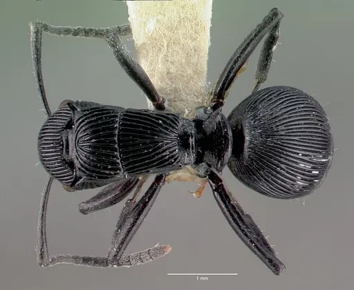 Polyrhachis porcata specimen CASENT0009232 image casent0009232_1