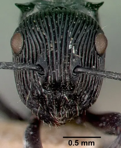 Polyrhachis porcata specimen CASENT0009232 image casent0009232_2