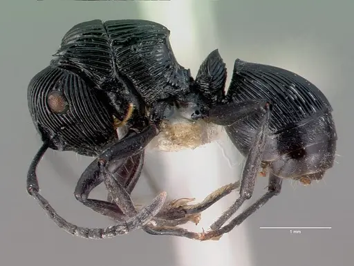 Polyrhachis porcata specimen CASENT0009232 image casent0009232_4
