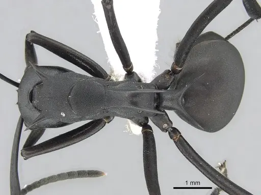 Polyrhachis pressa specimen CASENT0281399 image casent0281399_1