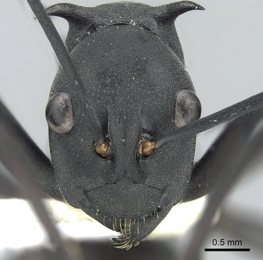 Polyrhachis pressa specimen CASENT0281399 image casent0281399_2