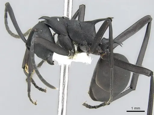 Polyrhachis pressa specimen CASENT0281399 image casent0281399_3