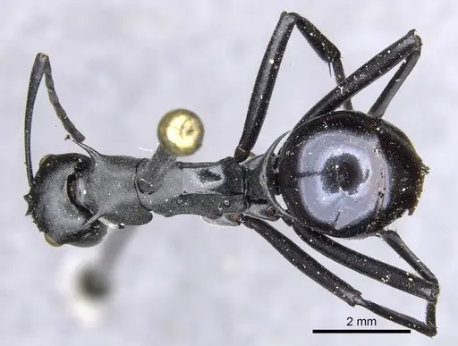 Polyrhachis pressa specimen CASENT0903371 image casent0903371_1