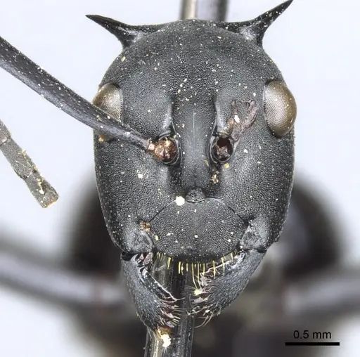 Polyrhachis pressa specimen CASENT0903371 image casent0903371_2