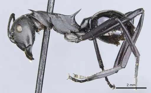 Polyrhachis pressa specimen CASENT0903371 image casent0903371_3