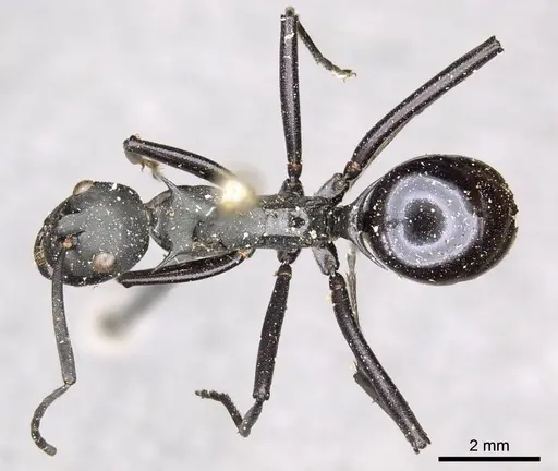Polyrhachis pressa specimen CASENT0915825 image casent0915825_1