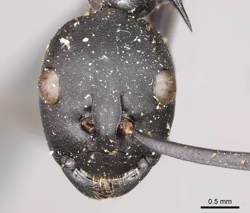 Polyrhachis pressa specimen CASENT0915825 image casent0915825_2