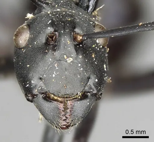 Polyrhachis pressa specimen CASENT0915825 image casent0915825_3