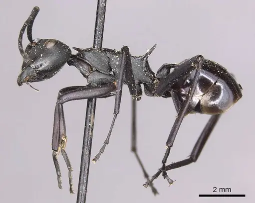 Polyrhachis pressa specimen CASENT0915825 image casent0915825_4