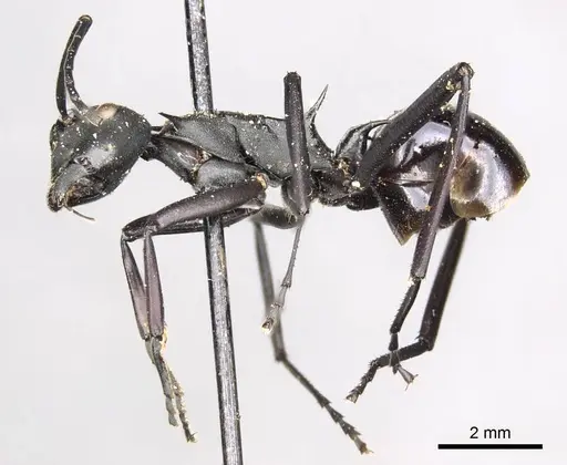 Polyrhachis pressa specimen CASENT0915825 image casent0915825_5