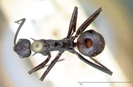 Polyrhachis pressa specimen FOCOL0082 image focol0082_1
