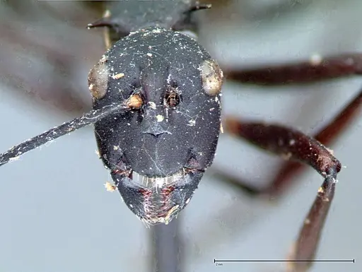 Polyrhachis pressa specimen FOCOL0082 image focol0082_2