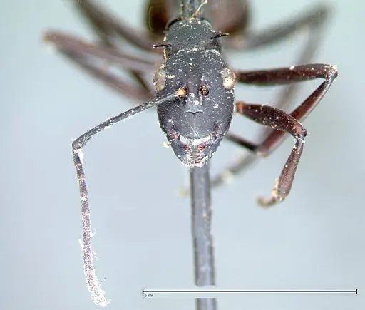 Polyrhachis pressa specimen FOCOL0082 image focol0082_3