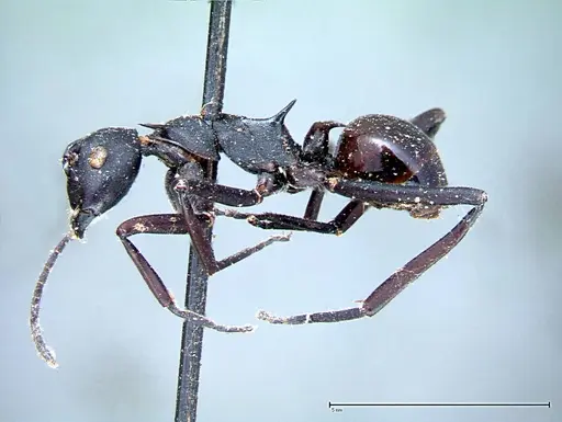 Polyrhachis pressa specimen FOCOL0082 image focol0082_4