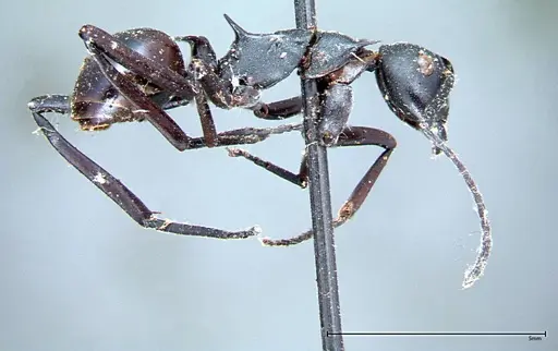 Polyrhachis pressa specimen FOCOL0082 image focol0082_5