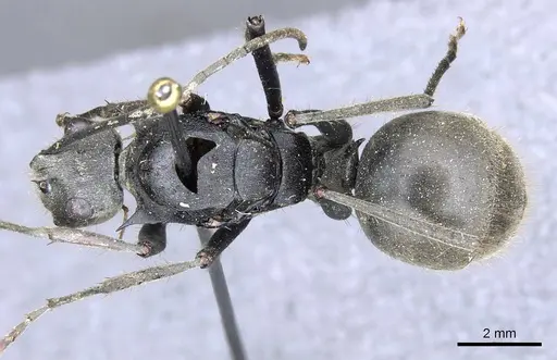 Polyrhachis procera specimen CASENT0905617 image casent0905617_1