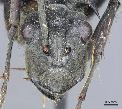 Polyrhachis procera specimen CASENT0905617 image casent0905617_2