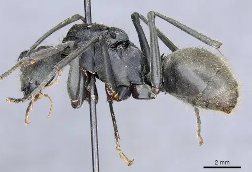 Polyrhachis procera specimen CASENT0905617 image casent0905617_3