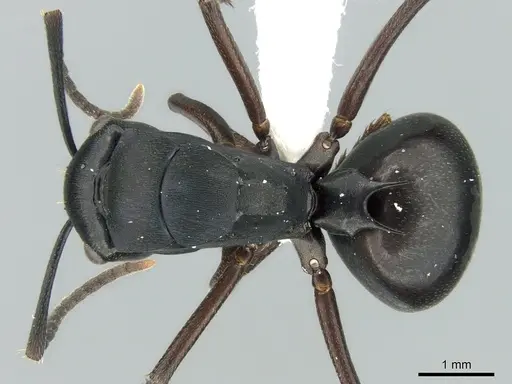 Polyrhachis prometheus specimen CASENT0906566 image casent0906566_1