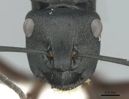 Polyrhachis prometheus specimen CASENT0906566 image casent0906566_2