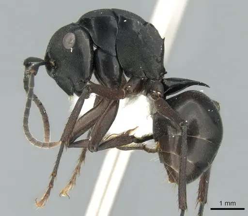 Polyrhachis prometheus specimen CASENT0906566 image casent0906566_3