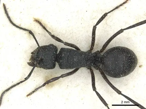 Polyrhachis prometheus specimen CASENT0912094 image casent0912094_1