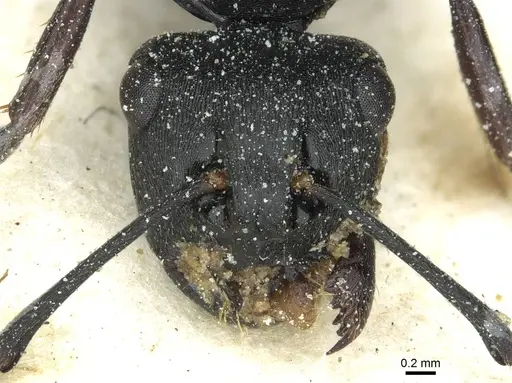 Polyrhachis prometheus specimen CASENT0912094 image casent0912094_2