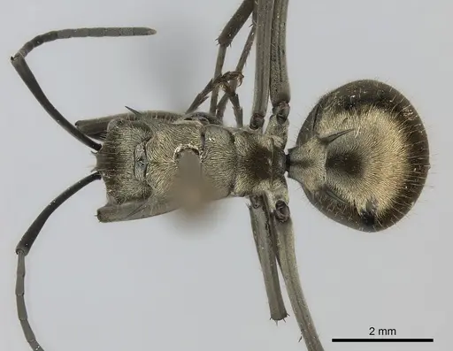 Polyrhachis proxima specimen CASENT0217791 image casent0217791_1