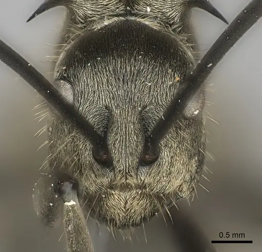 Polyrhachis proxima specimen CASENT0217791 image casent0217791_2