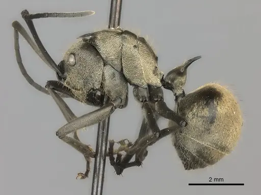 Polyrhachis proxima specimen CASENT0217791 image casent0217791_3