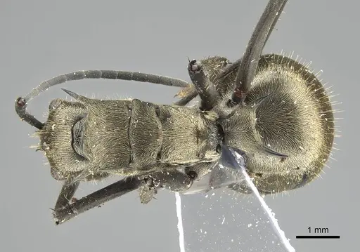 Polyrhachis proxima specimen CASENT0919885 image casent0919885_1