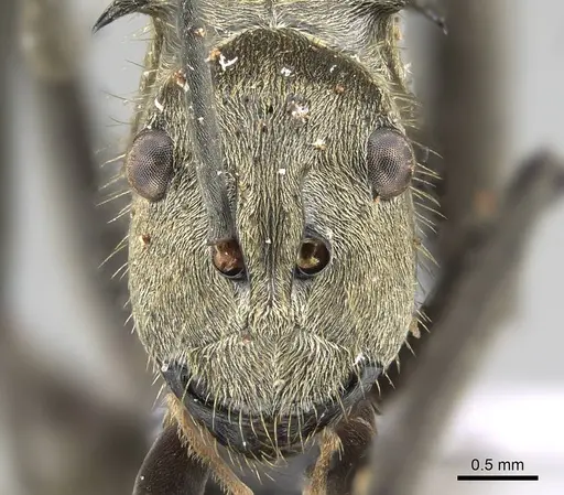 Polyrhachis proxima specimen CASENT0919885 image casent0919885_2