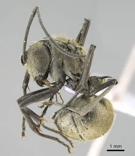 Polyrhachis proxima specimen CASENT0919885 image casent0919885_3