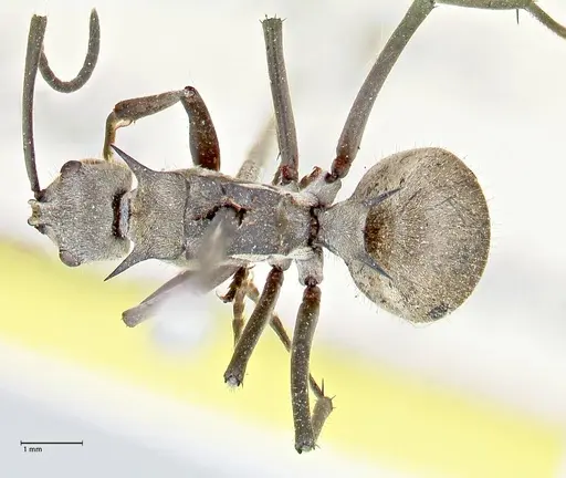 Polyrhachis proxima specimen FOCOL2624 image focol2624_1