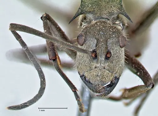 Polyrhachis proxima specimen FOCOL2624 image focol2624_2