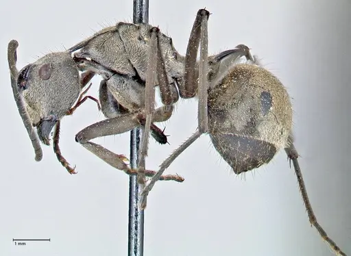 Polyrhachis proxima specimen FOCOL2624 image focol2624_3