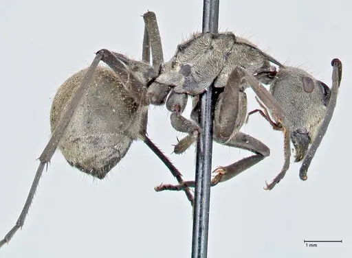 Polyrhachis proxima specimen FOCOL2624 image focol2624_4
