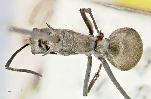 Polyrhachis proxima specimen FOCOL2625 image focol2625_1