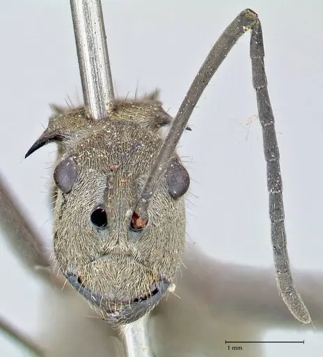 Polyrhachis proxima specimen FOCOL2625 image focol2625_2