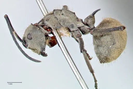 Polyrhachis proxima specimen FOCOL2625 image focol2625_3