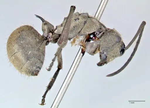 Polyrhachis proxima specimen FOCOL2625 image focol2625_4